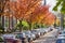 City street with cherry trees