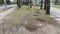 On a city street near the roadway and sidewalk there is a grass lawn with trees. Municipal services cleaned it and last year\\\'s le