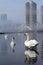 City Swans