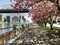 City View with Cherry Blossoms, New York