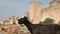 City wall and goats in Fes, Morocco