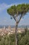 Cityscape of Florence, Italy with Duomo Cathedral and parasol pine