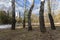 Cityscape. A group of birches in a city park overlooking high-rises in early spring.