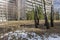 Cityscape. A group of birches in a city park overlooking high-rises in early spring.