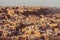 Cityscape of Jaisalmer in Rajasthan State, India. City in Thar Desert