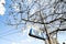 Cityscape of Kyoto, Cherry tree on Imadegawa Street, Kyoto