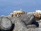 Cityscape of Peniche in Portugal with breakwater