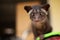 Civet Cat Close Up