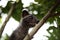 Civet Cat on Tree