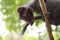 Civet Cat on Tree