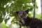 Civet Cat on Tree