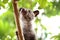 Civet Cat on Tree