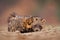 Civet, Civettictis Civetta, in the desert, Mana Pools NP, Zimbabwe, Africa. Beautiful animal, hunting in the night. African civet