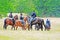 Civil War Re-enactment with horses