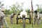 Civil war reenactment canon blast