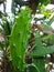 Cladode, stalk or pad of indian fig opuntia