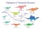 Cladogram of theropoda dinosaurs. Colorful vector illustration on white background. Diagram showing relations among