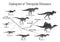 Cladogram of theropoda dinosaurs. Monochrome vector illustration on white background. Diagram showing relations among