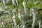 Cladonia coccifera or madame\\\'s cup lichen is a species of fruticose, cup lichen in the family Cladoniaceae