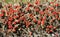 Cladonia cristatella or British Soldiers Lichen