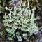Cladonia Species Lichen