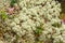 Cladonia Stellaris growing on the forest ground