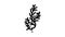 cladophora glomerata seaweed glyph icon animation