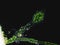 Cladophora sp. algae under microscopic view, dark background - Chlorophyta, Green algae