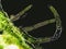 Cladophora sp. algae under microscopic view, Filamentous green algae, dark background