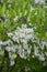 Cladrastis kentukea ornamental flowers in bloom, white flowering tree