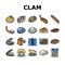 Clam Marine Sea Farm Nutrition Icons Set Vector