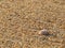 Clam shell on the beach washed away by the waves