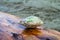 A clam shell covered in algae sitting on a piece of driftwood