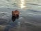 Clam shell open on beach landscape view at low tide exposing flat sand with shell protruding from the sand on beach