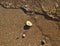 Clams on the beaches of the Azov sea