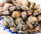 Clams for cooking