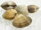 Clams, venerupis sp, Fresh Shells on Ice