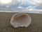 Clams on a white sand beach with white clouds and blue sky in the morning are very pretty