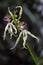 Clamshell orchid Prosthechea cochleata, squid flower