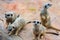 Clan of Meerkats Suricata suricatta