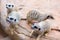 Clan of Meerkats Suricata suricatta