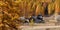 The Claree Valley with larch trees in full autumn colors. Nevache, Hautes-Alpes, Cerces Massif, Alps, France