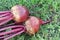 Claret beets lying on a grass
