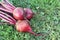 Claret beets lying on a grass