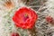 Claret Cup bloom closeup