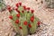 Claret Cup cactus with blooming red flowers.