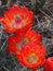 Claret-cup Cactus Blooms