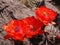 Claret-Cup Cactus Blooms