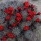 Claret Cup Cactus Covered in Red Blooms