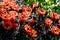 Claret cup cactus flowers